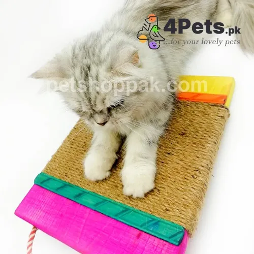 Best Price Cat Scratching Pad